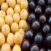 آلو زرد و آلو سیاه (Yellow plum and black plum) :